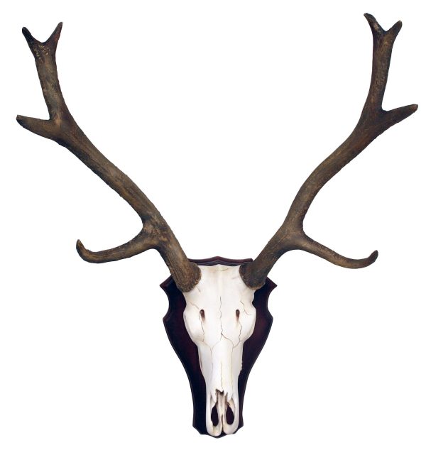 REINDEER SKULL ON PLATE
