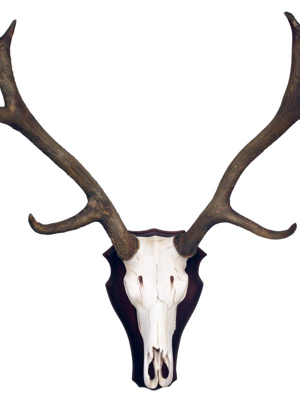 REINDEER SKULL ON PLATE
