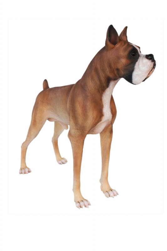 BOXER DOG