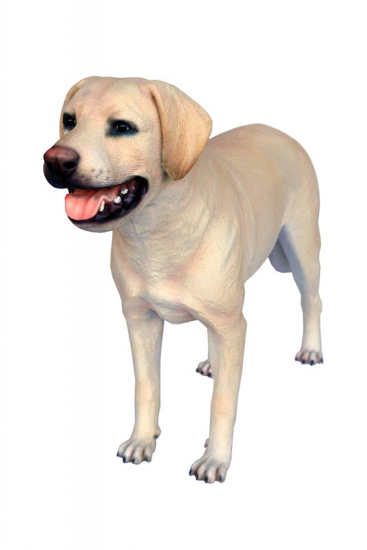 LABRADOR RETRIEVER