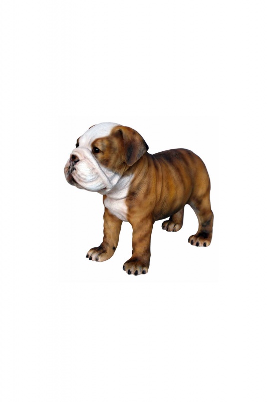 BULLDOG PUPPY