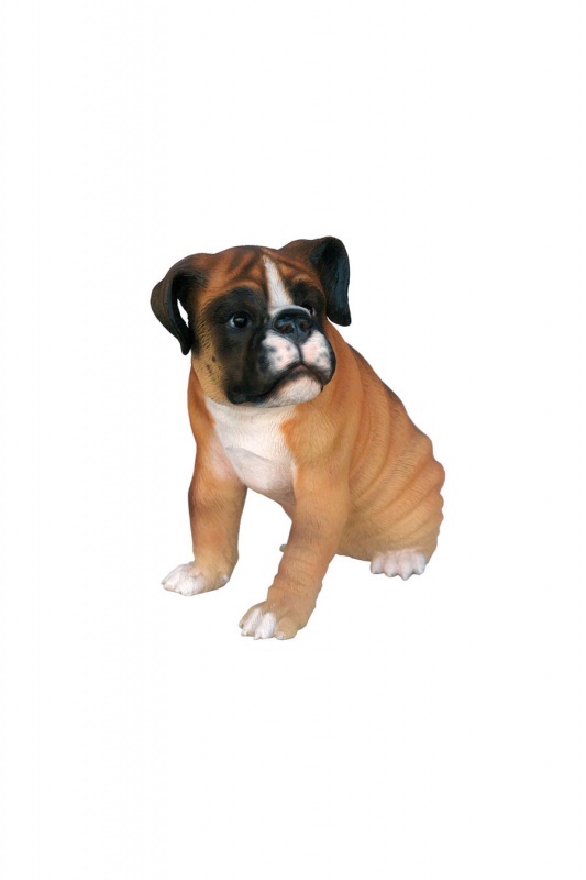BOXER PUPPY