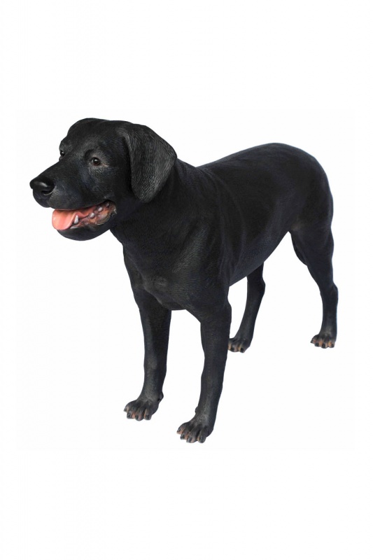 LABRADOR RETRIEVER 3