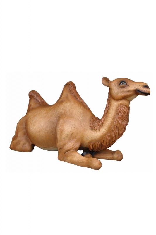 CAMEL SITTING