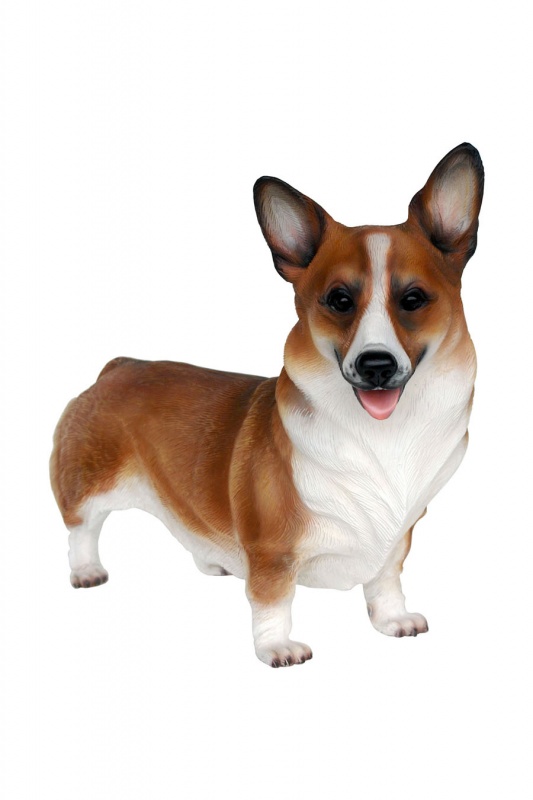 Corgi Dog