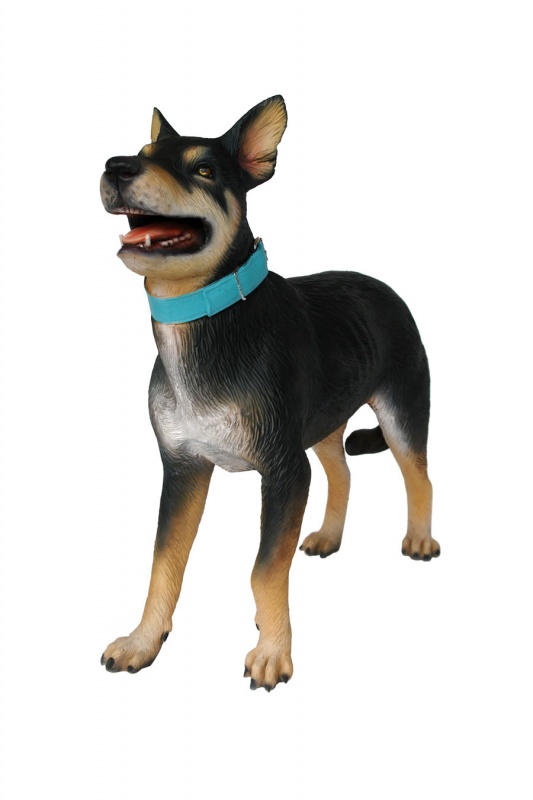 Kelpie Dog 1