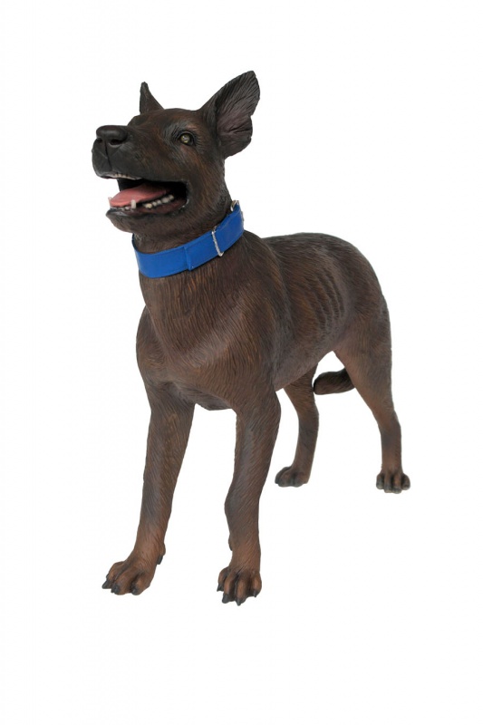 Kelpie Dog 2