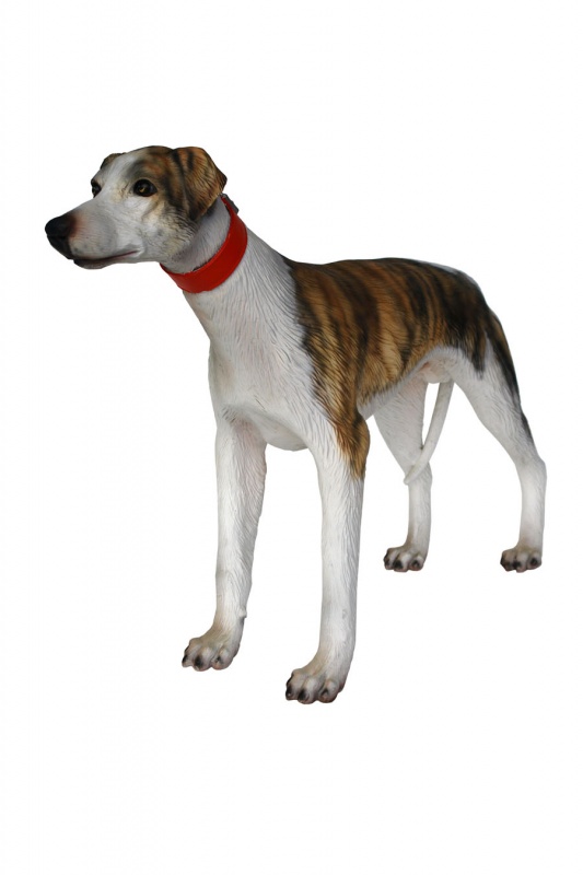 Whippet Dog 1