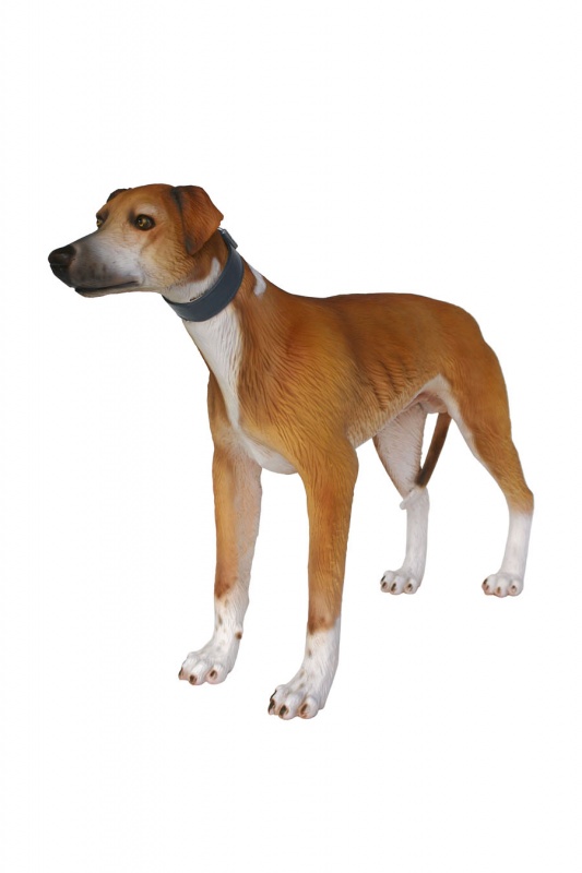 Whippet Dog 2