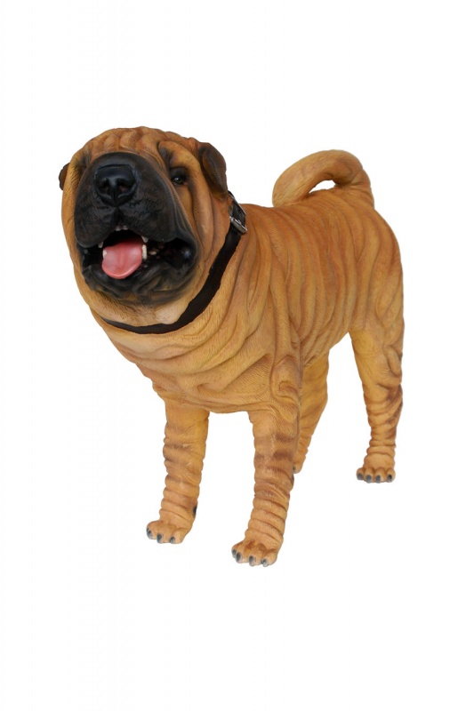 Shar-Pei Dog 1