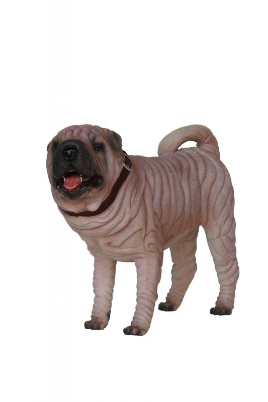 Shar-Pei Dog 2