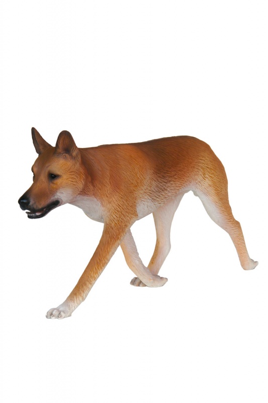 DINGO DOG