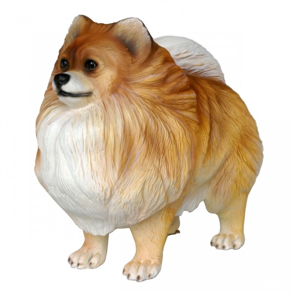 Pomeranian Dog 1