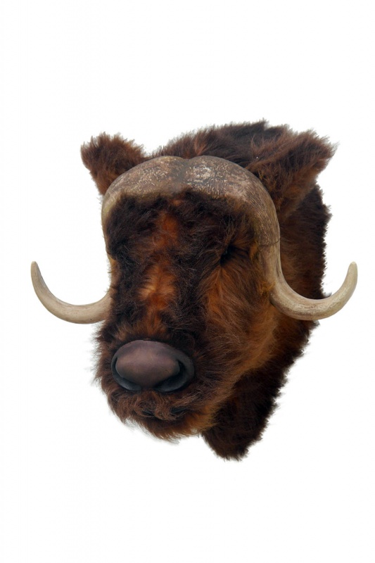 MUSKOV BULL HEAD