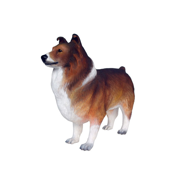 Shetland Sheepdog 1