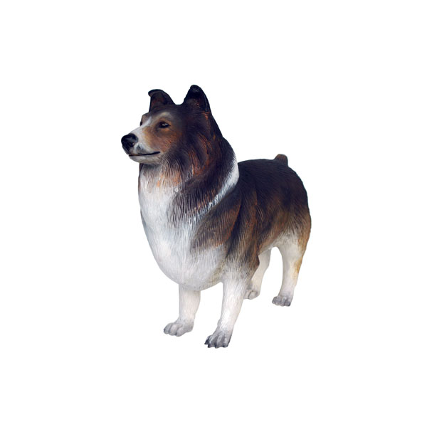 Shetland Sheepdog 2