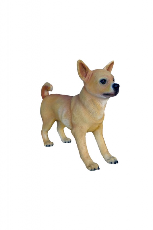 Chihuahua Dog 1
