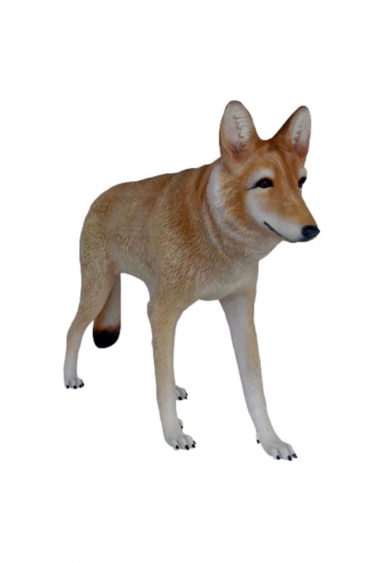 Cayote 1