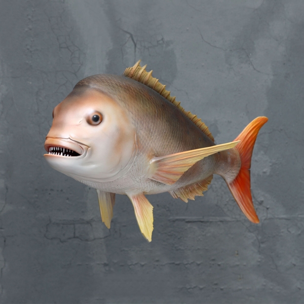 Snapper Fish