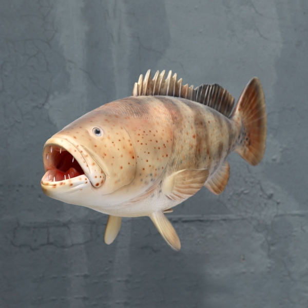 Estuary Cod Fish