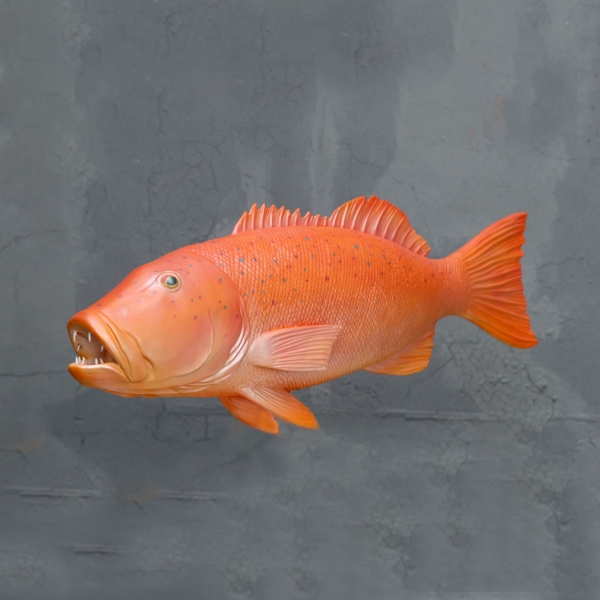 Coral Trout Fish