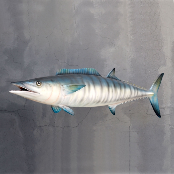Wahoo Fish