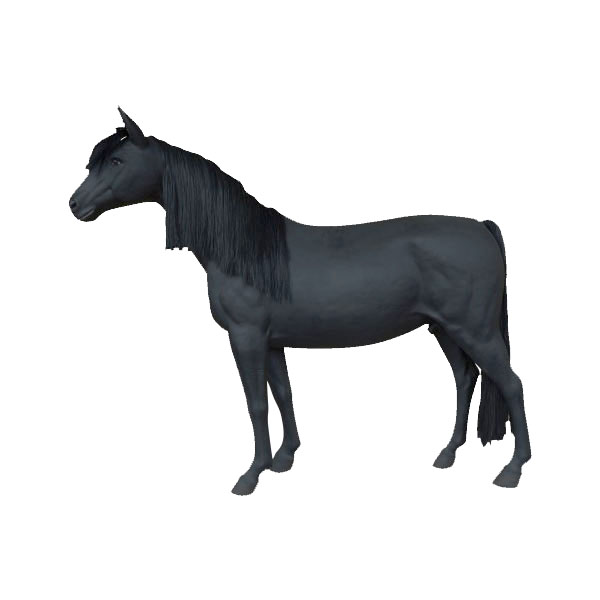 Black Stallion