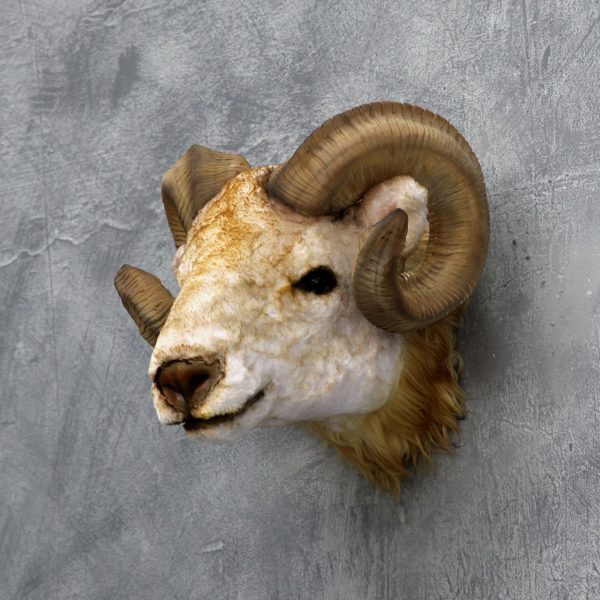 RAM HEAD