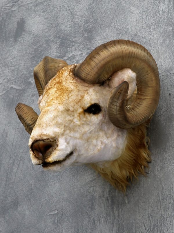 RAM HEAD