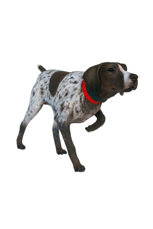 GERMAN SHORTHAIRED POINTER