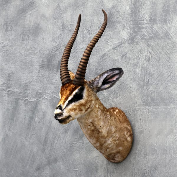 GAZELLE HEAD