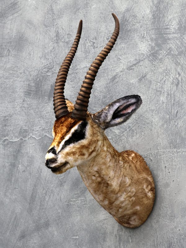 GAZELLE HEAD