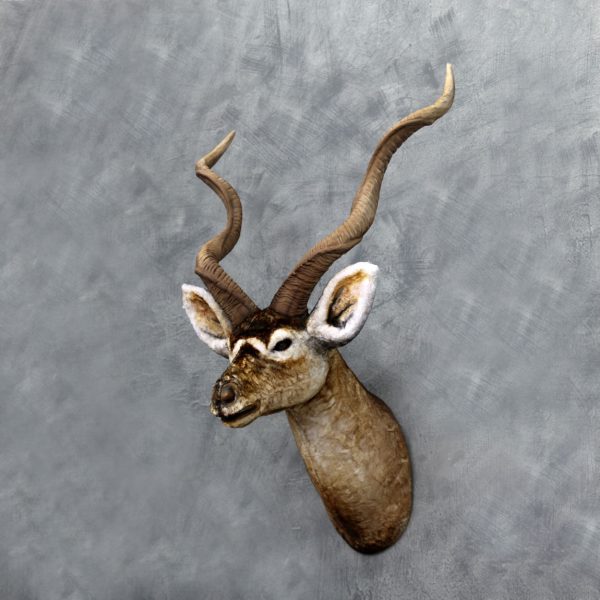 KUDU HEAD