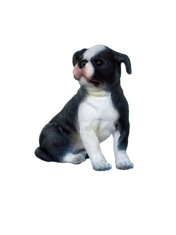 BOSTON TERRIER DOG PUPPY 1
