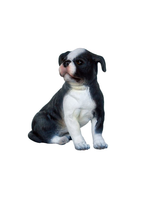BOSTON TERRIER DOG PUPPY 1
