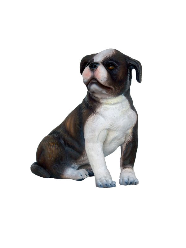 BOSTON TERRIER DOG PUPPY 2