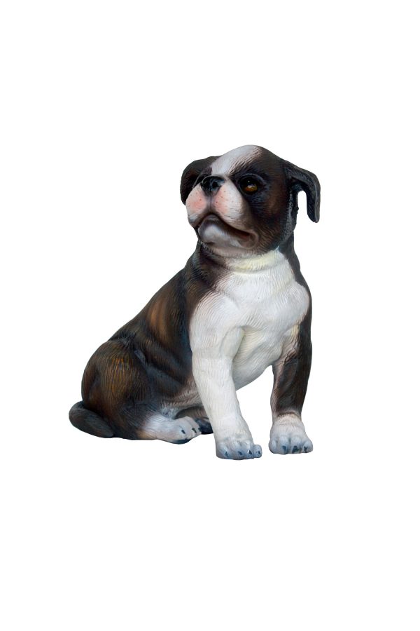 BOSTON TERRIER DOG PUPPY 2