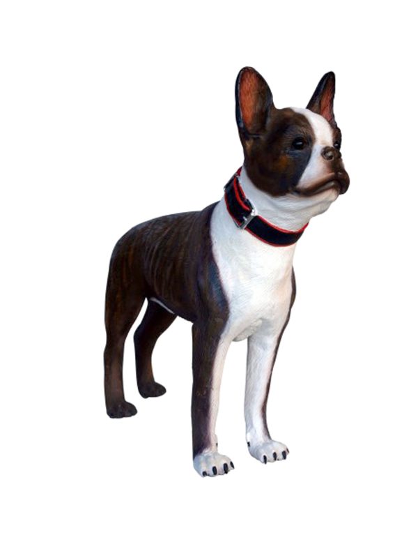 BOSTON TERRIER DOG