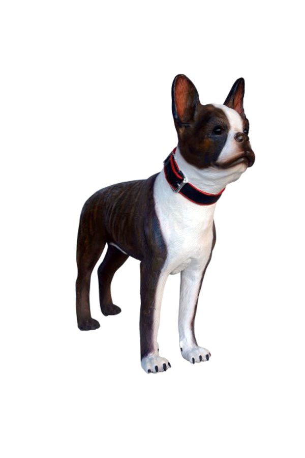 BOSTON TERRIER DOG