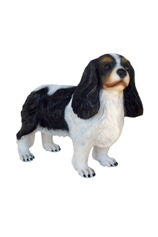 CAVALIER KING CHARLES SPANIEL DOG 3