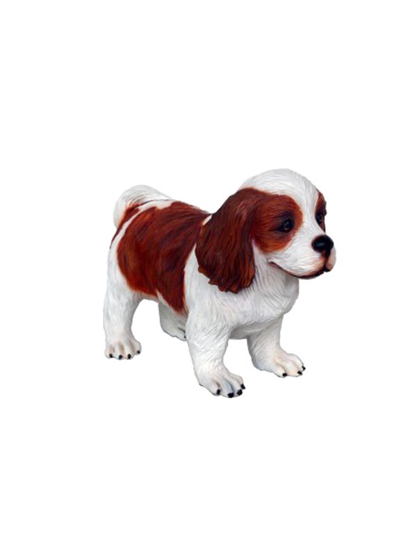 CAVALIER KING CHARLES SPANIEL DOG PUPPY 1