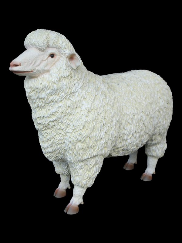 MERINO SHEEP