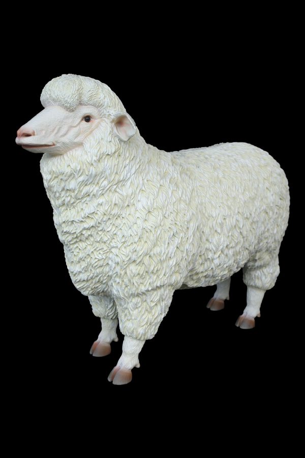 MERINO SHEEP