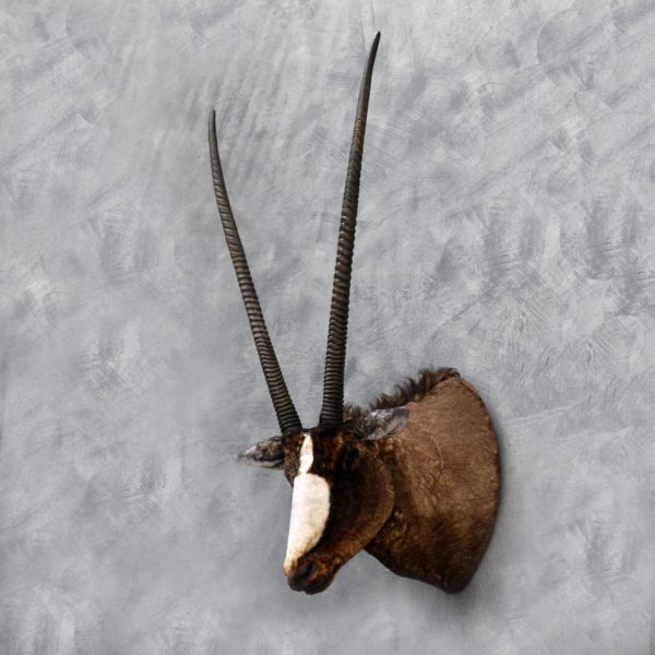 SOUTH AFRICAN SABLE ORYX HEAD WALL DECOR