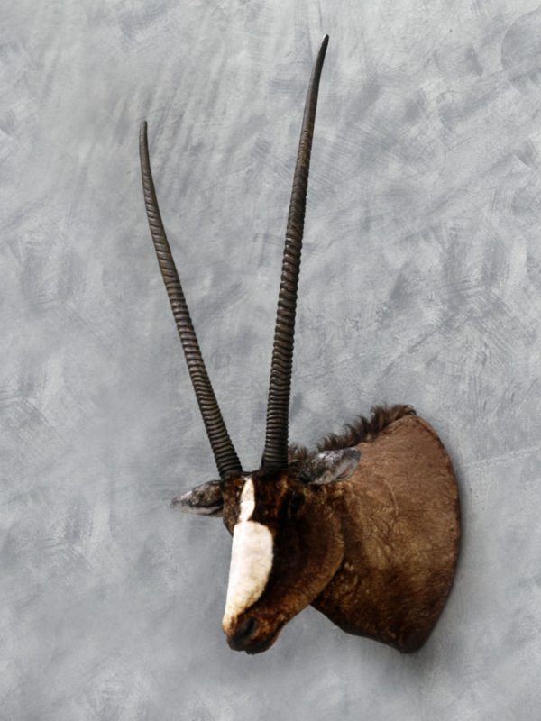 SOUTH AFRICAN SABLE ORYX HEAD WALL DECOR