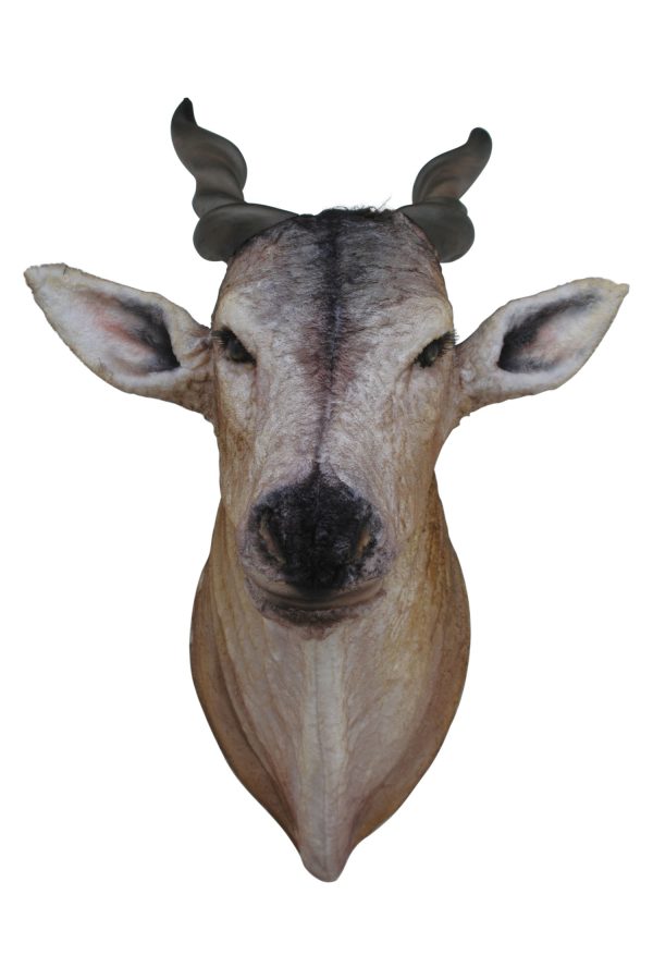 ELAND ORYX HEAD WALL DECOR