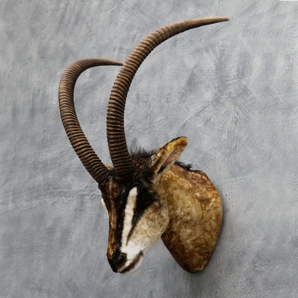 SABLE ANTELOPE HEAD WALL DECOR