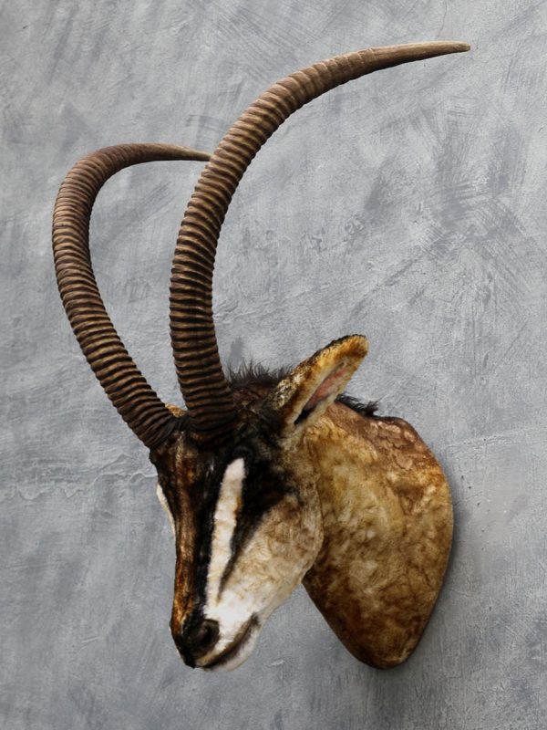 SABLE ANTELOPE HEAD WALL DECOR