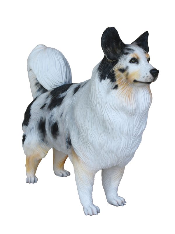 AUSTRALIAN SHEPHERD DOG 2