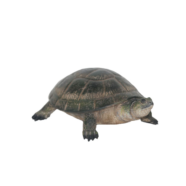BLANDING'S TURTLE
